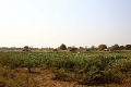 35_ile koh_chong_tissage_003
